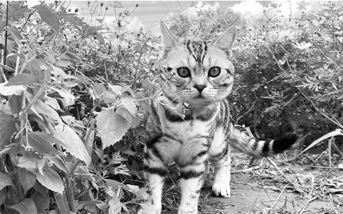 生活随笔：我家那只猫
