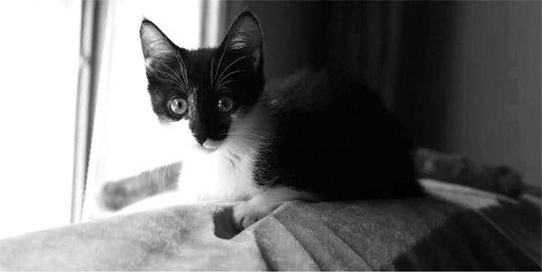生活随笔：第一次养猫