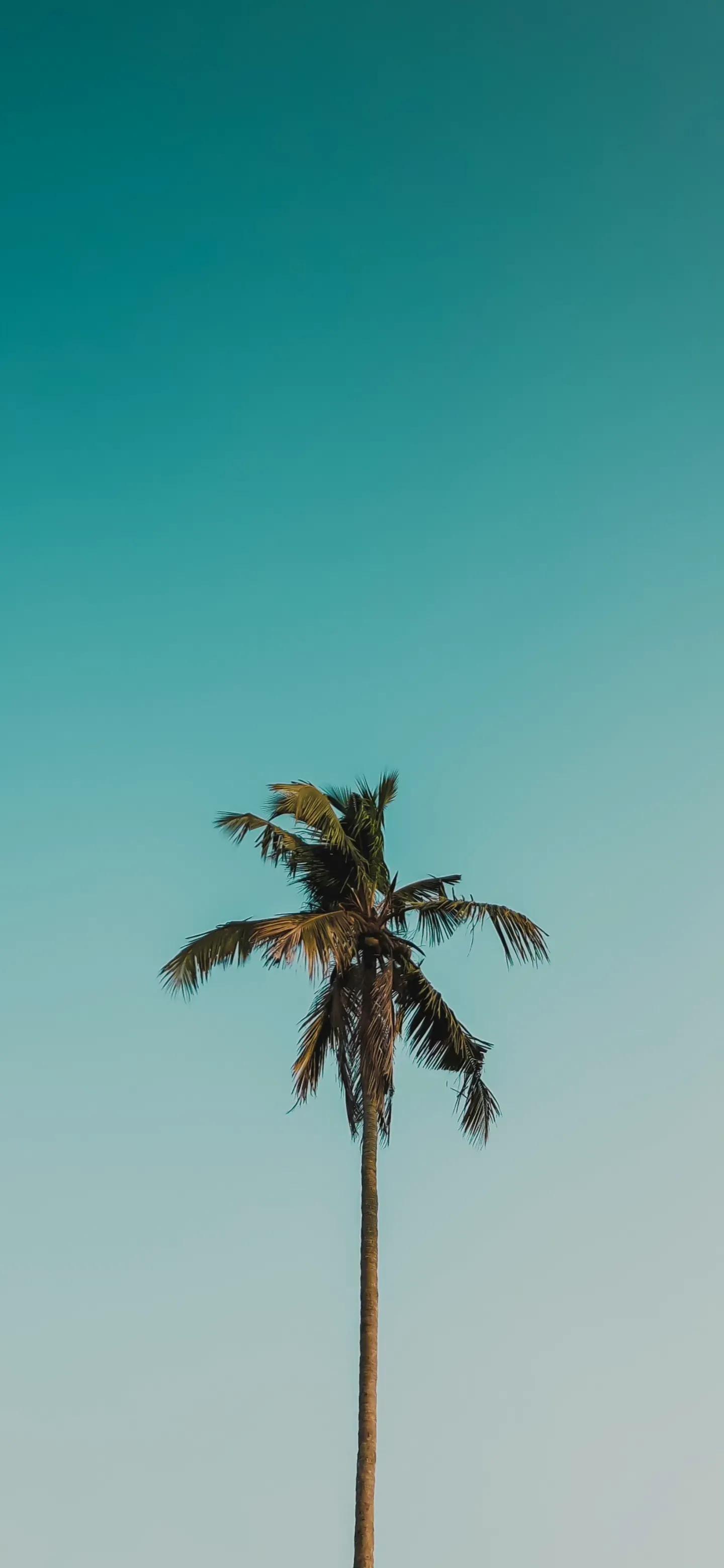 高清手机壁纸‖享受大自然的愉快