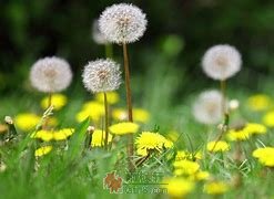 现代故事：故乡的蒲公英