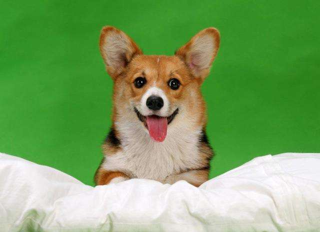动物故事：一条军犬