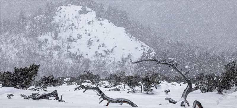 山川典草木纪