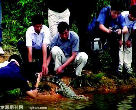 追踪扬子鳄